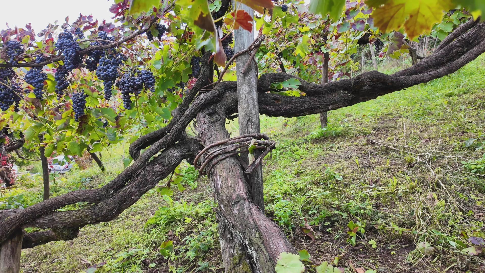 Video vigna Bue Apis - Cantina del Taburno