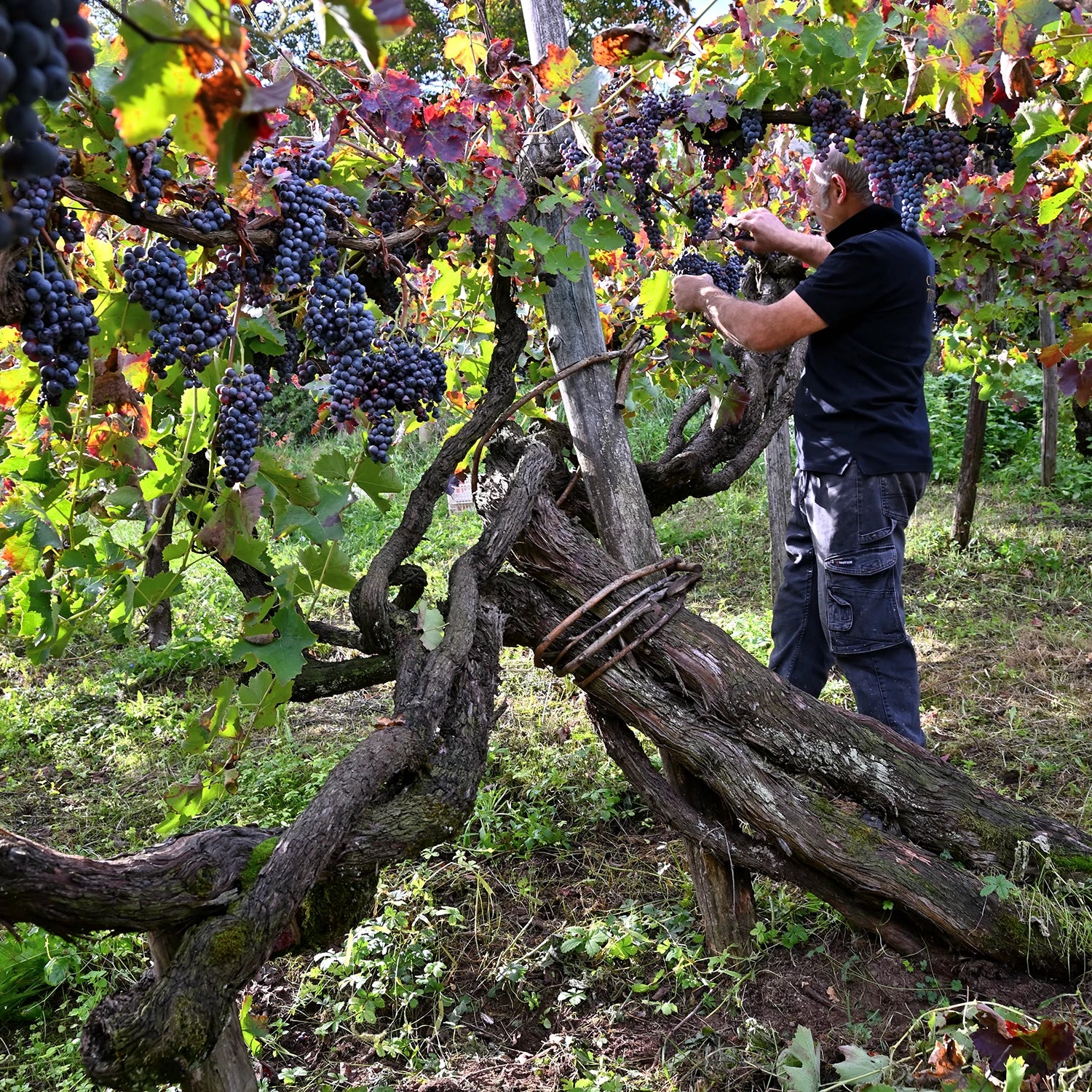 Raccolta uva Bue Apis - Cantina del Taburno